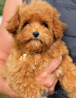 Foto №4. Ich werde verkaufen pudel (toy) in der Stadt Londoner Bezirk von Camden. quotient 	ankündigung - preis - verhandelt