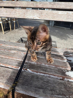 Foto №2 zu Ankündigung № 153401 zu verkaufen bengal katzenrasse - einkaufen Österreich quotient 	ankündigung