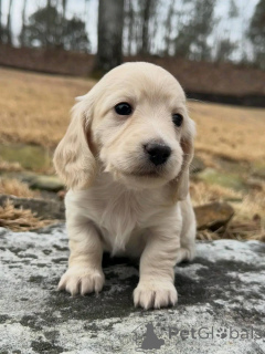 Foto №3. Urocze szczenięta jamnika do adopcji. Polen