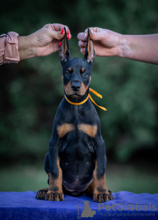 Foto №3. Doberman puppies. Serbien