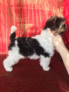 Foto №2 zu Ankündigung № 4374 zu verkaufen biewer terrier - einkaufen Weißrussland vom kindergarten