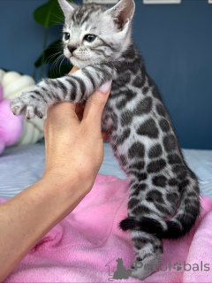 Foto №3. Wunderschönes Savannah-Kätzchen. Deutschland