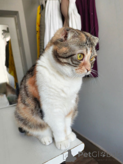 Foto №4. Ich werde verkaufen schottische faltohrkatze in der Stadt Moskova. quotient 	ankündigung - preis - Frei