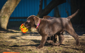 Zusätzliche Fotos: Entzückende Labrador Welpen