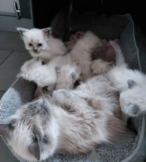 Foto №1. birma-katze - zum Verkauf in der Stadt Mayen | 350€ | Ankündigung № 174770