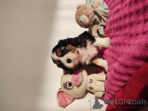 Foto №4. Ich werde verkaufen cavalier king charles spaniel in der Stadt Myślibórz. quotient 	ankündigung - preis - 2000€