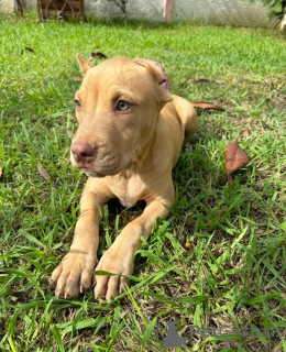 Foto №2 zu Ankündigung № 118971 zu verkaufen american pit bull terrier - einkaufen Georgien quotient 	ankündigung, züchter