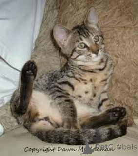 Foto №3. Chatons Mau égyptiens à vendre. Belgien