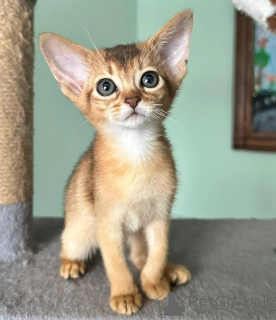 Foto №1. abessinierkatze - zum Verkauf in der Stadt Lübeck | 350€ | Ankündigung № 177558