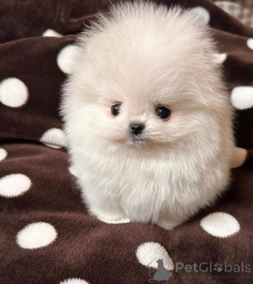 Foto №2 zu Ankündigung № 164061 zu verkaufen  - einkaufen Polen 