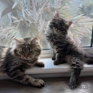Foto №2 zu Ankündigung № 169401 zu verkaufen sibirische katze - einkaufen Tschechische Republik züchter