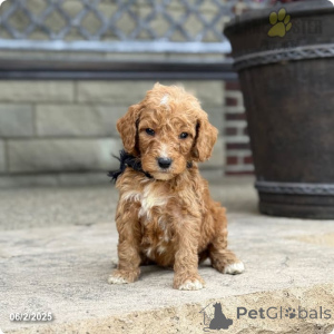 Foto №4. Ich werde verkaufen pudel (royal) in der Stadt Indiana. aus dem tierheim - preis - 2656€