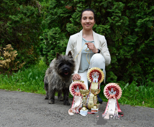 Foto №4. Ich werde verkaufen cairn terrier in der Stadt Brașov. züchter - preis - 1000€
