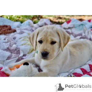 Foto №3. Jetzt bereit! 12 Wochen alte schwarze und gelbe Labrador-Welpen (männlich und. Großbritannien