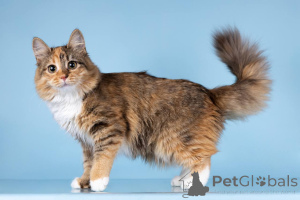 Foto №1.  - zum Verkauf in der Stadt Chimki | Frei | Ankündigung № 157015