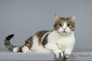 Zusätzliche Fotos: Die süße Katze Zainka sucht ein Zuhause.