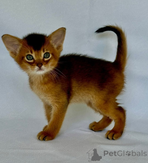 Foto №1. abessinierkatze - zum Verkauf in der Stadt Melbourne | Frei | Ankündigung № 139151