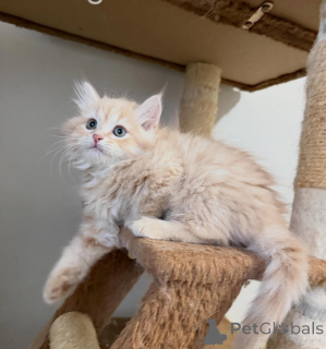 Foto №2 zu Ankündigung № 177877 zu verkaufen sibirische katze - einkaufen Finnland 