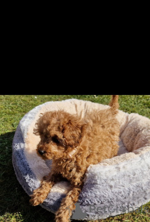 Foto №2 zu Ankündigung № 139606 zu verkaufen mischlingshund - einkaufen Schweiz züchter