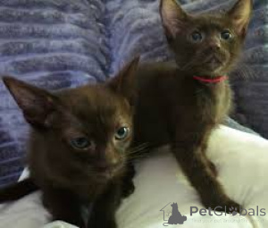 Foto №1. havana-katze - zum Verkauf in der Stadt Antwerpen | 400€ | Ankündigung № 172745
