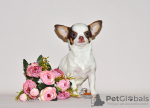 Foto №3. Schöne Miniaturprinzessin. Chihuahua-Mädchen.. Russische Föderation