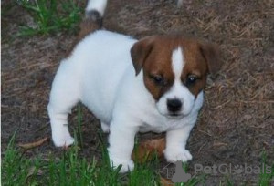 Foto №2 zu Ankündigung № 50407 zu verkaufen jack russell terrier - einkaufen Israel quotient 	ankündigung