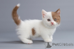 Foto №1. munchkin - zum Verkauf in der Stadt Berlin | 242€ | Ankündigung № 155492