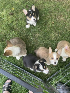 Foto №3. Pembroke Welsh Corgi Welpen zu verkaufen. Deutschland