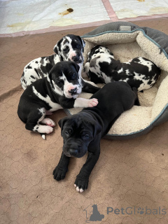 Foto №1. deutsche dogge - zum Verkauf in der Stadt Paris | 1000€ | Ankündigung № 166749