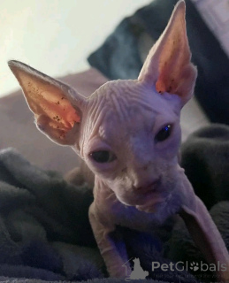Foto №2 zu Ankündigung № 136506 zu verkaufen sphynx-katze - einkaufen Deutschland züchter