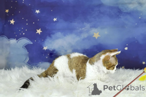 Foto №3. Devon Rex wurde adoptiert. Finnland
