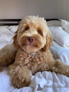 Foto №3. Entzückende Labradoodle-Welpen zu verkaufen, gesund und in der Familie. Deutschland
