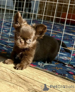 Foto №4. Ich werde verkaufen chihuahua in der Stadt München. züchter - preis - verhandelt