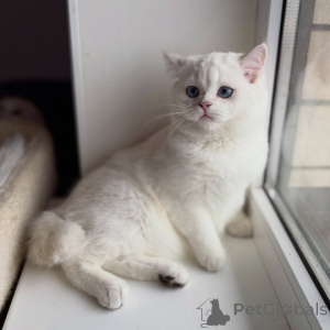 Foto №2 zu Ankündigung № 165015 zu verkaufen schottische faltohrkatze - einkaufen Deutschland quotient 	ankündigung, züchter