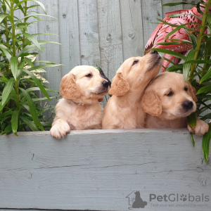 Foto №3. Wunderschöner Golden Retriever zur kostenlosen Adoption. Deutschland