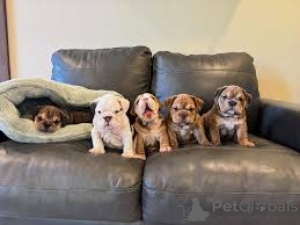 Foto №1. englische bulldogge - zum Verkauf in der Stadt Paris | 700€ | Ankündigung № 160957