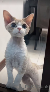 Foto №2 zu Ankündigung № 157796 zu verkaufen peterbald - einkaufen Deutschland aus dem tierheim, züchter