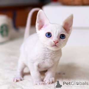 Foto №1. devon rex - zum Verkauf in der Stadt Arizona | 266€ | Ankündigung № 152254