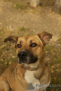 Foto №2 zu Ankündigung № 90963 zu verkaufen mischlingshund - einkaufen Russische Föderation quotient 	ankündigung