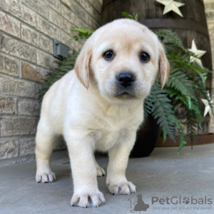 Foto №2 zu Ankündigung № 45711 zu verkaufen labrador retriever - einkaufen Brasilien quotient 	ankündigung