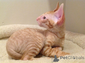 Foto №2 zu Ankündigung № 173250 zu verkaufen cornish rex - einkaufen San Marino quotient 	ankündigung, züchter