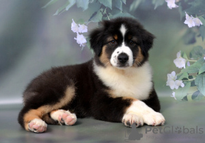 Foto №1. australian shepherd - zum Verkauf in der Stadt Руза | verhandelt | Ankündigung № 54518