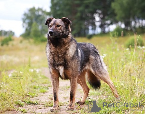 Foto №1. mischlingshund - zum Verkauf in der Stadt Mytischtschi | Frei | Ankündigung № 8645