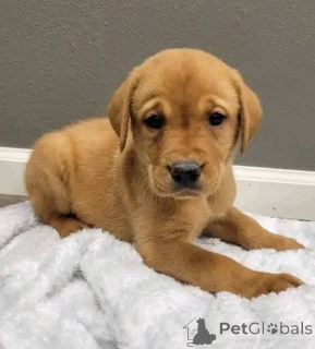 Foto №1. labrador retriever - zum Verkauf in der Stadt Yorkley | verhandelt | Ankündigung № 157839