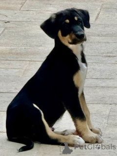 Foto №3. Entzückende nackte Welpen von Mexiko (Xoloitzcuintle). Belgien