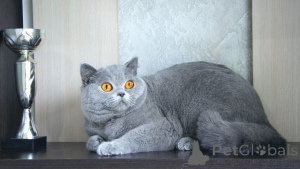 Foto №2 zu Ankündigung № 144300 zu verkaufen britisch langhaar - einkaufen Großbritannien züchter