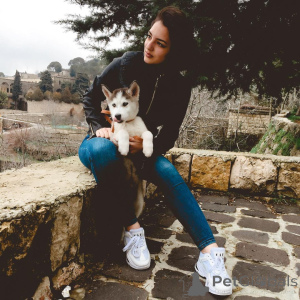 Foto №3. Siberian Husky-Welpen sind verspielte, neugierige und liebenswerte Begleiter.. Tschechische Republik