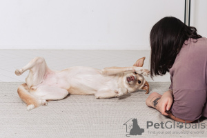 Zusätzliche Fotos: Eichhörnchen ein Hund, dem ein Teil seiner Hinterbeine fehlt, sucht seinen