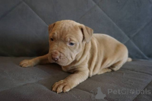 Foto №4. Ich werde verkaufen bullterrier in der Stadt Knjazevac.  - preis - verhandelt