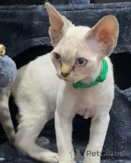 Foto №4. Ich werde verkaufen devon rex in der Stadt Arivaca.  - preis - 478€